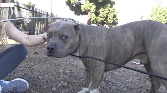 Un pitbull blessé crie et pleure de douleur, et les sauveteurs le sauvent des voies