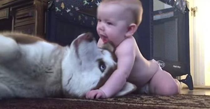 This husky couldn’t stay indifferent and eventually started playing with the child