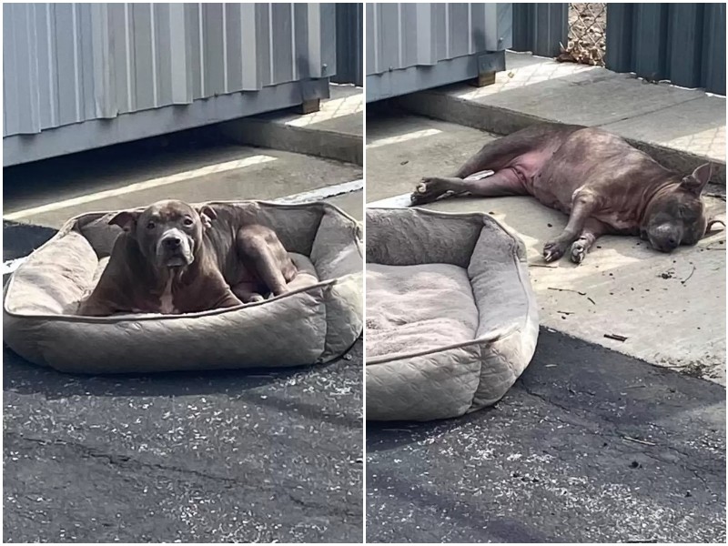 Un chien âgé gisait sur le parking et regardait piteusement les gens