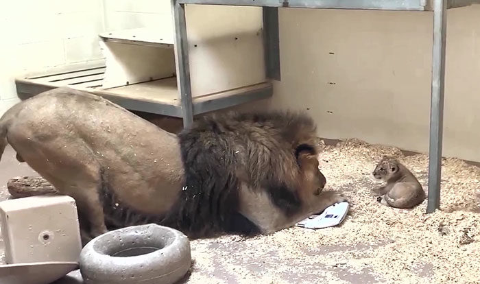 Moment émouvant, papa Lion s’accroupit pour rencontrer son bébé pour la première fois