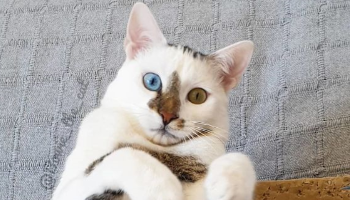 Dites bonjour à Bowie, un chat qui a un œil bleu et un œil vert, très sympa