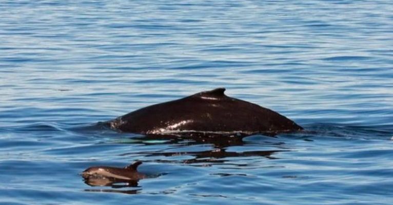 La maman dauphin a adopté une petite baleine