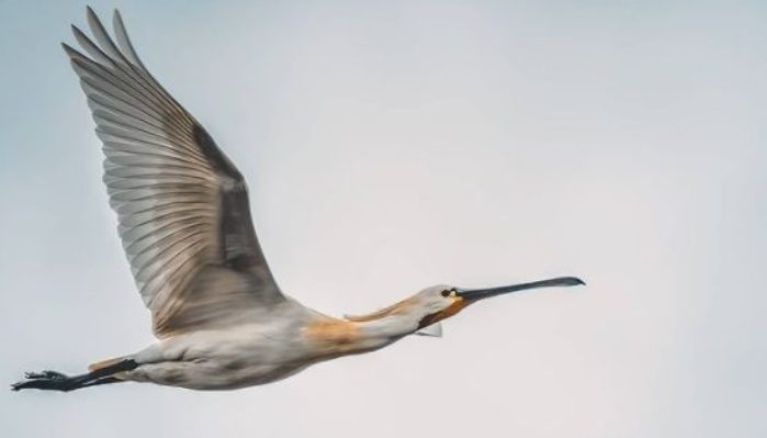 Aux Pays-Bas une oie a été retrouvée volant à l’envers