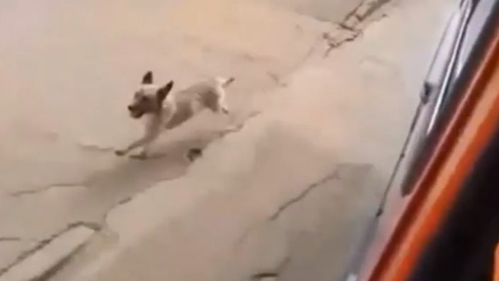 Ce chien a montré une loyauté déchirante en chassant une ambulance pour être aux côtés de son propriétaire sans-abri