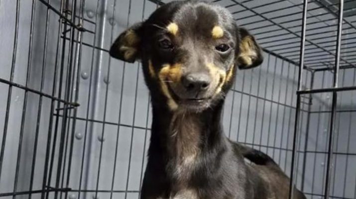 Le petit chien de sauvetage surprend à chaque fois le personnel du refuge avec son sourire et se fait même adopter grâce à lui