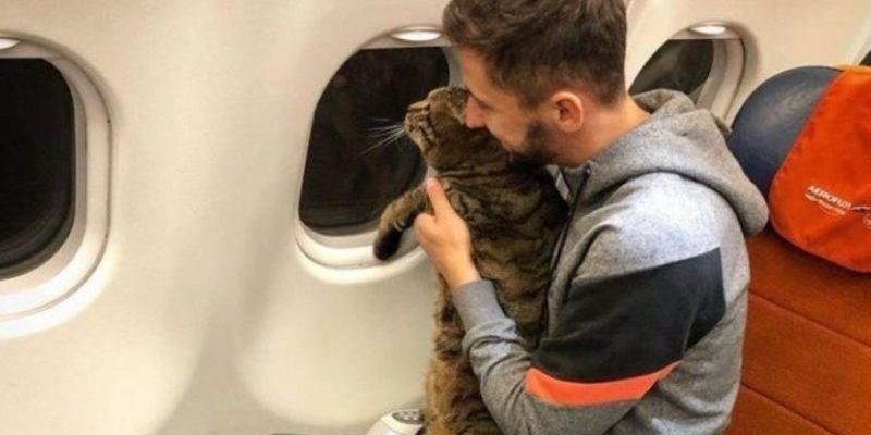 Le gros chat n’a pas été autorisé à monter dans l’avion, mais voici ce que son propriétaire ingénieux a fait