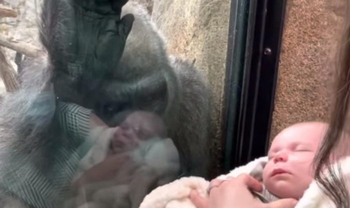 Elle est émue aux larmes lorsqu’elle rencontre le bébé et sa mère humaine de l’autre côté du verre