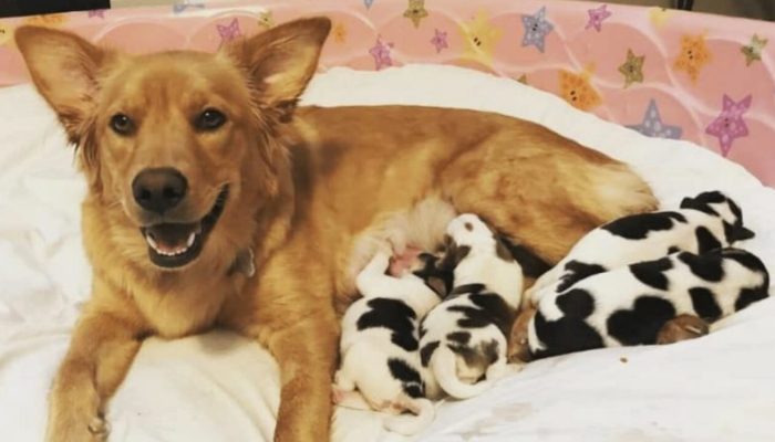 Une chienne enceinte ayant besoin d’être secourue avait des chiots décrits comme des « petites vaches »