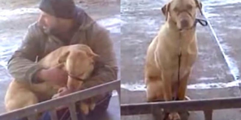 Un homme gentil a remarqué un chien frissonnant souffrant d’un rhume sévère et a agi très rapidement et avec sagesse