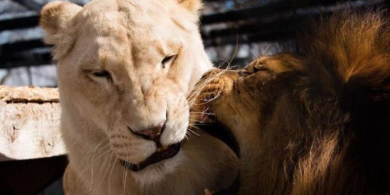 La lionne mourante avait peu de chances de survie jusqu’à ce qu’elle rencontre son amour