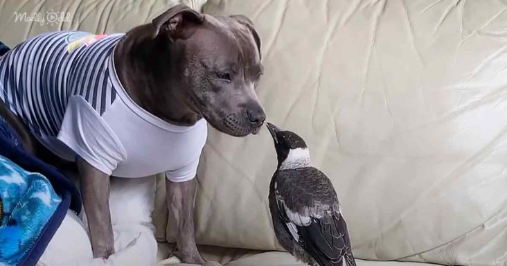 La maman pitbull pense que la pie sauvée est son chiot