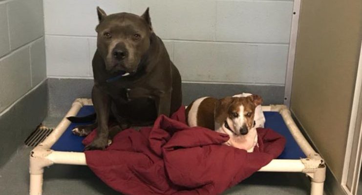 Aveugle, Teckel senior et son meilleur ami Pit Bull qui le guide partout sont enfin réunis