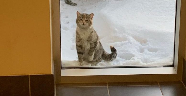 Un chat errant erre désespérément jusqu’à la caserne des pompiers par une froide journée enneigée et demande à entrer parce qu’il gèle