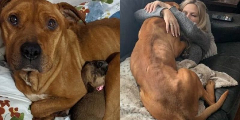 Mère héroïne : la chienne est morte de faim et a gelé pendant des mois sans laisser ses cinq chiots affamés