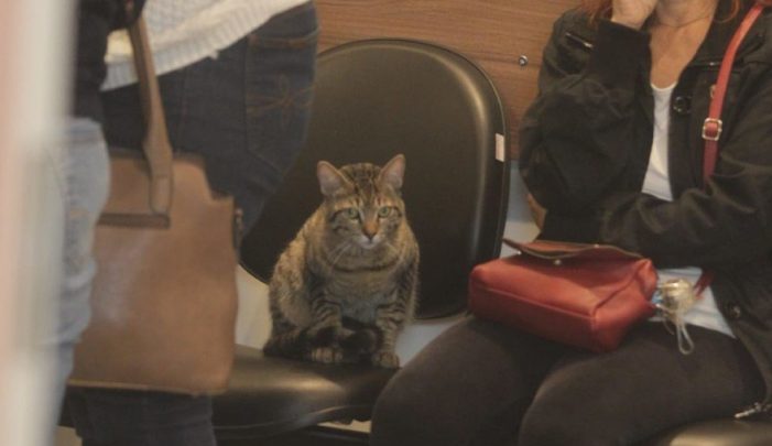 Le chat s’enfuit de chez lui pour dire au revoir une dernière fois à la personne qui l’a sauvée