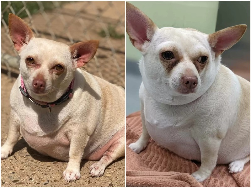 La transformation incroyable d’un Chihuahua en surpoids abandonné à l’orphelinat
