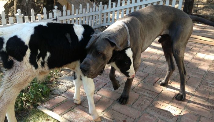 Voici Gunter, l’adorable jeune vache qui a été élevée avec trois chiens et qui se prend aussi pour un chien