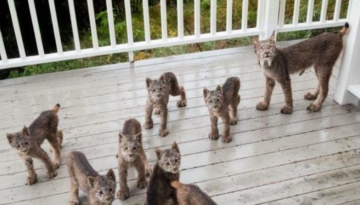 Un homme d’Alaska s’est réveillé pour trouver une famille de sept lynx qui étaient arrivés sans sa permission