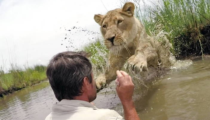 Comme ils sont mignonnes: un homme retrouve une lionne sauvée après 7 ans de séquences émotionnelles