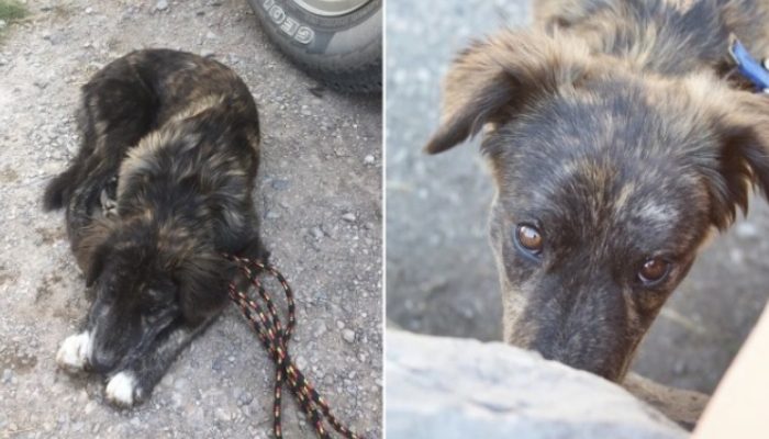 Un couple ne supportait pas de laisser un chiot errant trouvé dans un dépanneur de vacances