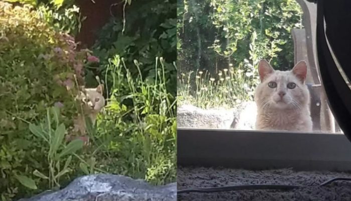 Les acheteurs de maison ont été quelque peu surpris d’apprendre que leur nouvelle maison était livrée avec un chat