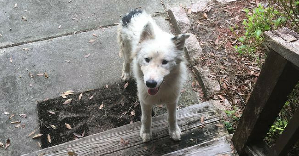 Un chien abandonné errant dans les rues a cherché un abri contre la tempête et est tombé sur sa maison pour toujours