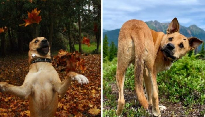 Un gars possède maintenant le chien le plus maladroit du monde entier