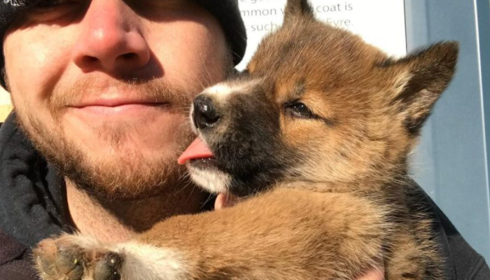 Un oiseau a laissé tomber un chiot blessé dans la cour de la dame, qui s’est avéré être un rare dingo sauvage