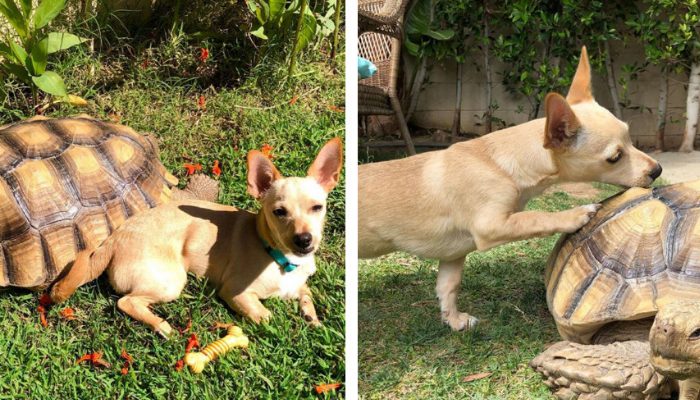 Le petit chiot apporte des bâtons à son meilleur compagnon toute la journée