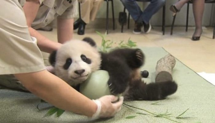 Lorsque les soignants ont tenté de lui retirer le nouveau jouet préféré du bébé panda, le panda a protesté