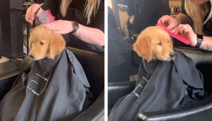 Le chien se fait couper les cheveux comme un humain dans le salon avec sa mère