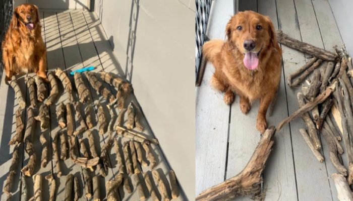 Devant son père, le golden retriever exhibe sa précieuse collection de bâtons