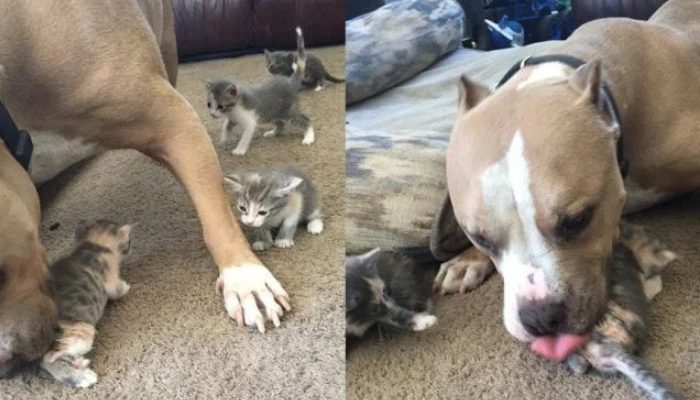 Afin de subvenir aux besoins de ses frais de chaton, le seul but du Pit Bull dans la vie est d’être un fournisseur