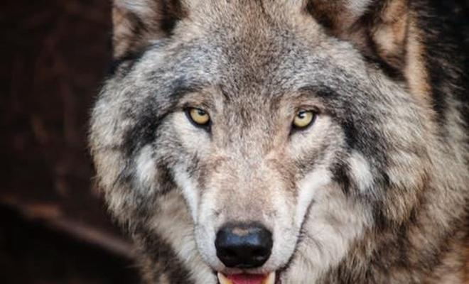 Le cueilleur de champignons a chassé le chasseur loin des loups, et le chef de la meute l’a remercié en lui offrant un cadeau