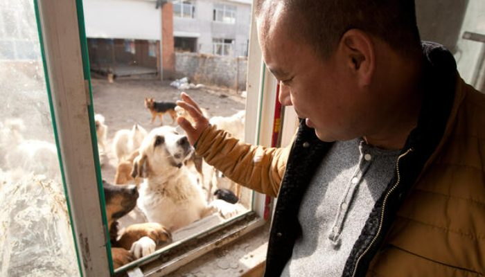 Un Chinois aisé achète une propriété et investit eaucoup dans la construction d’un refuge et de chenils pour les canidés rescapés