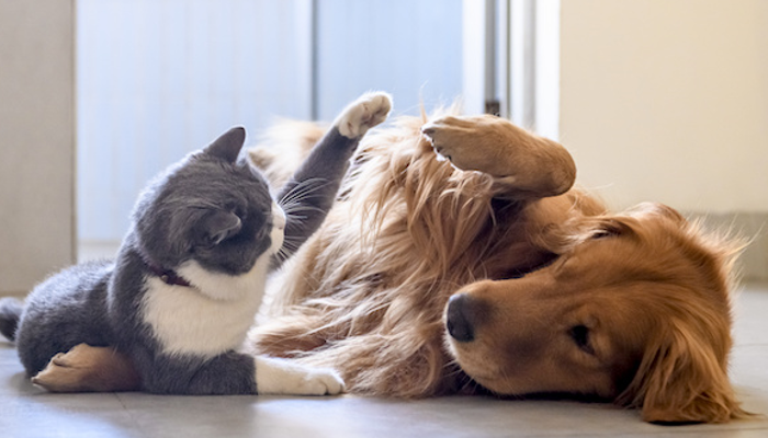 Des inhumains à Omsk ont enterré des chatons vivants, mais ils ont été retrouvés et sauvés par un chien.