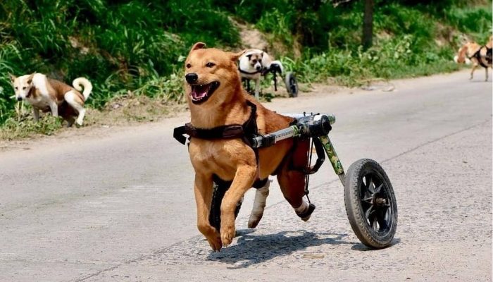 Le chef a abandonné son emploi précédent afin de construire le plus grand refuge pour chiens de Thaïlande