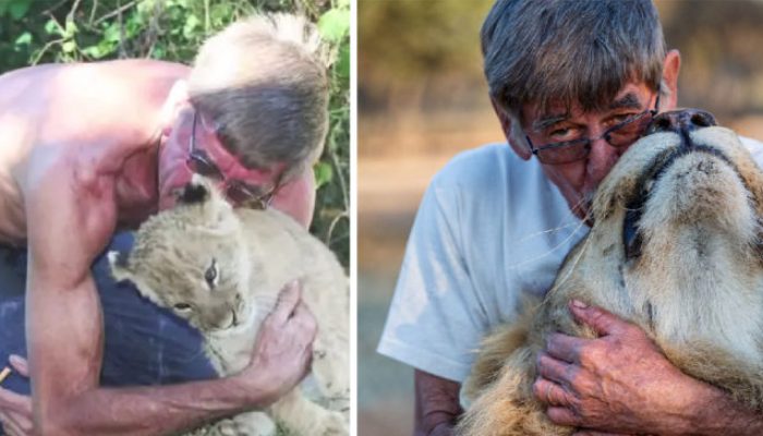 Depuis 12 ans, ce lion et son sauveur sont inséparables. Vous serez ému aux larmes par l’histoire qu’ils ont à raconter