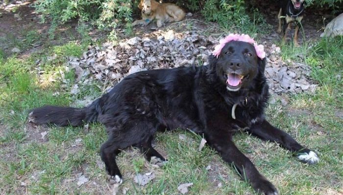 Un chien fidèle refuse de se séparer du cercueil de son propriétaire décédé sur le chemin du cimetière