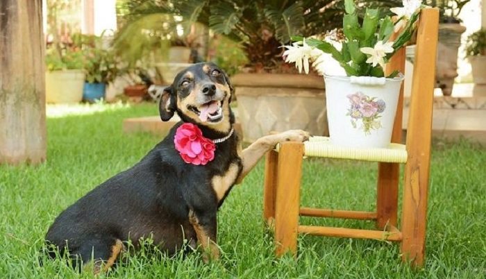 Cette chienne a été photographiée comme modèle, elle était enceinte et a immortalisé ses moments heureux