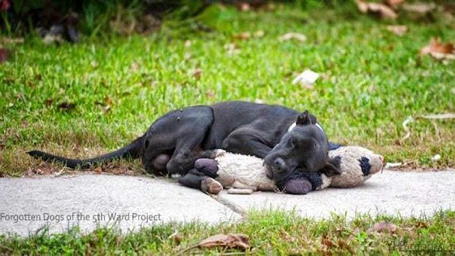 Un chien sans-abri est devenu virale après que des gens aient partagé une photo de lui en train de dormir avec son meilleur ami