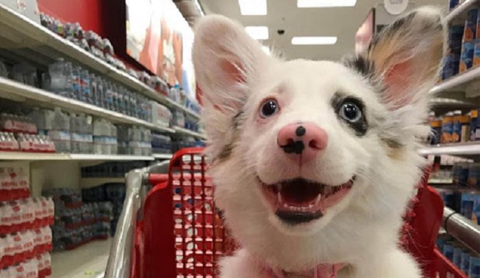 Chien va au supermarché et a le meilleur jour de sa vie, son sourire dit tout