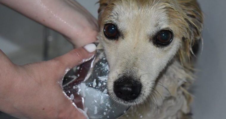 La chienne des rues, sale et timide, changea instantanément après avoir été coupée. Et c’est cela qui l’aida à trouver des propriétaires