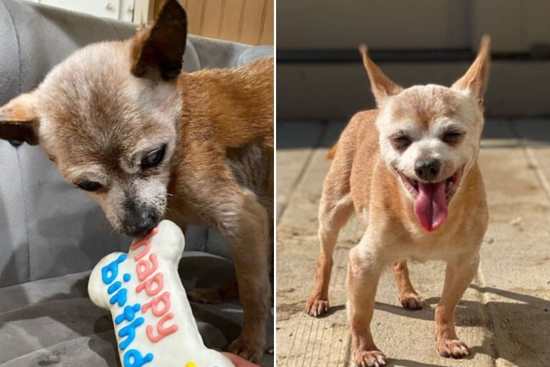 Le chien a conduit le propriétaire vers le chaton, qui criait fort dans la rue