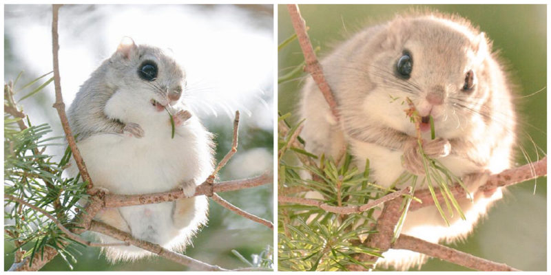 Les écureuils volants japonais sont sans doute les créatures les plus adorables de la planète