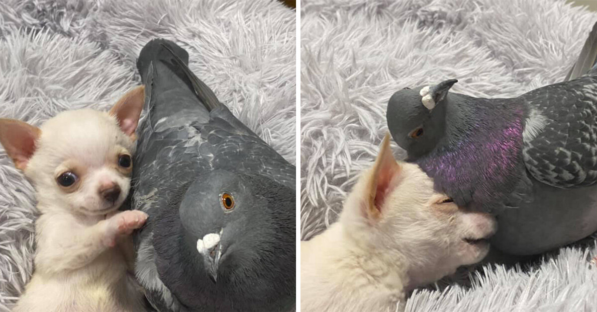 Le pigeon Herman qui ne peut pas voler et le chien chihuahua Lundy qui ne peut pas marcher se sont aimés au premier regard et sont maintenant de bons amis