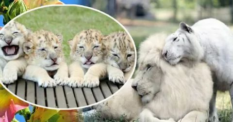 Rencontrez ces beautés de la nature sauvage quatre adorables petits ligres de lion blanc et de tigre blanc