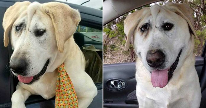 Le chien a été rejeté encore et encore jusqu’à ce qu’une femme voie sa beauté