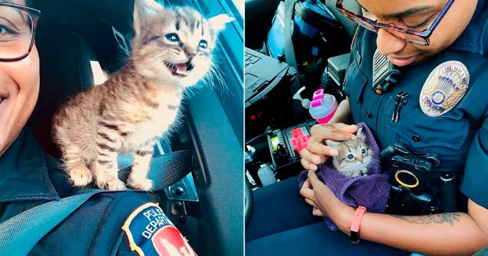 Un chaton sauvé par la police obtient un emploi en tant que collègue le plus mignon du monde