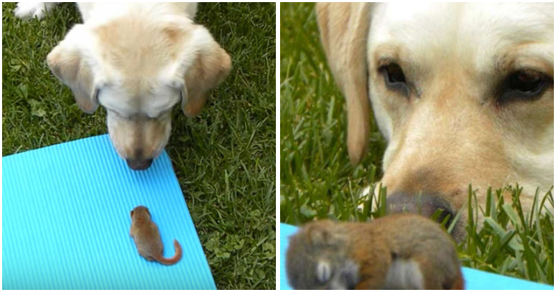 Amis improbables: le plus doux chien et bébé écureuil orphelin jouent ensemble